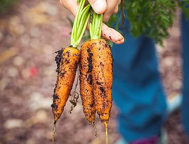 ORGANIC FRUITS FARM